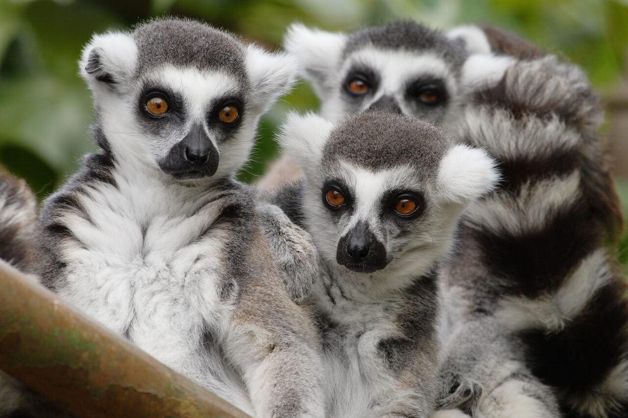 Ring Tailed Lemur - Honolulu Zoo Society