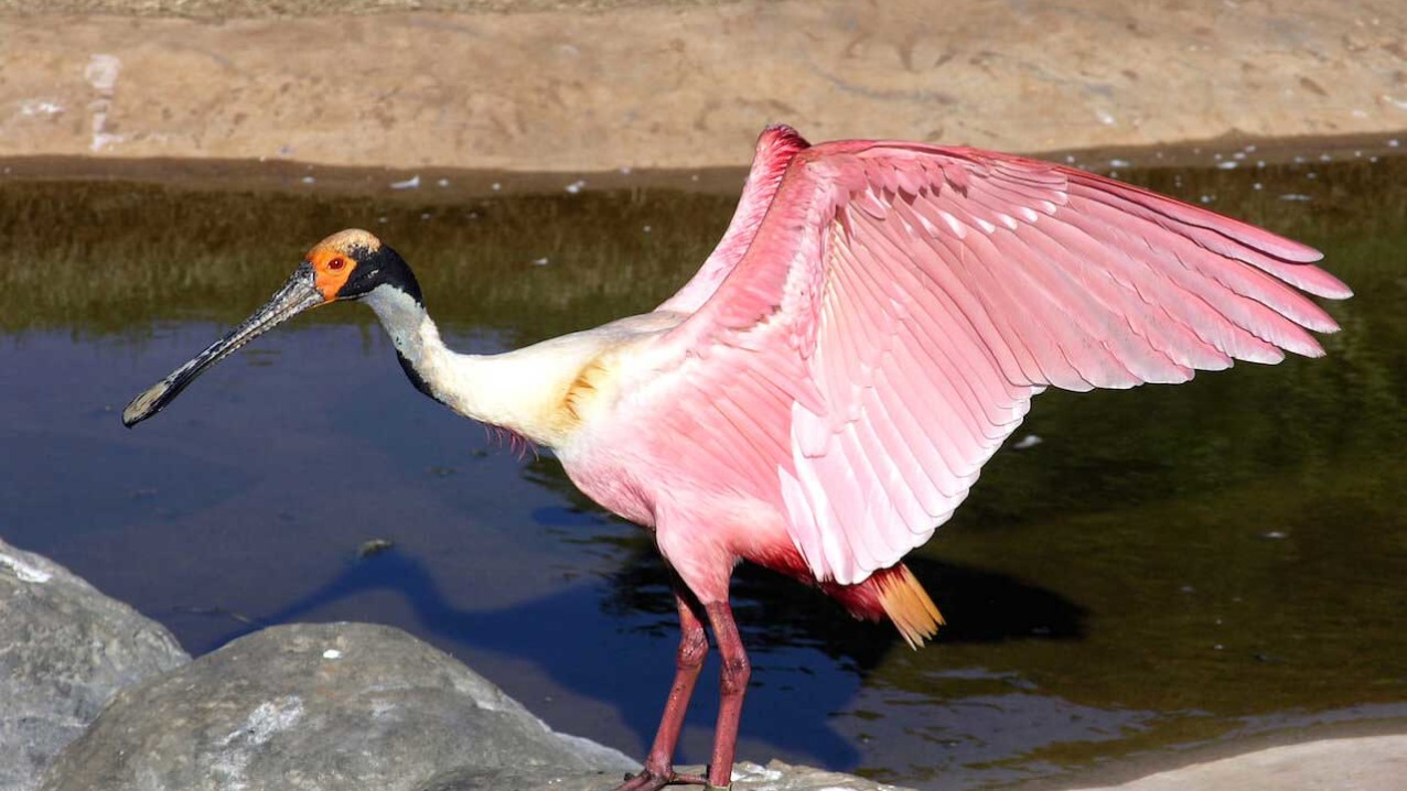 Roseate Spoonbill