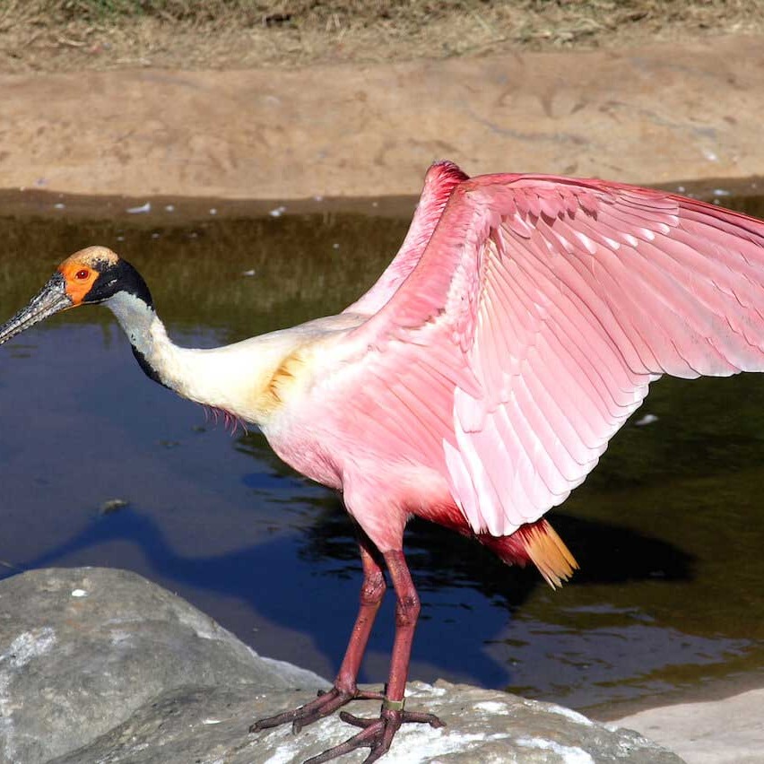 Roseate-spoonbill-feature-image