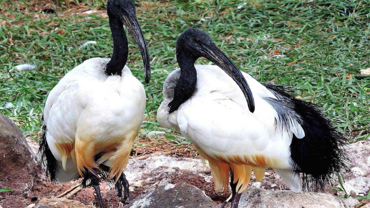 Sacred Ibis