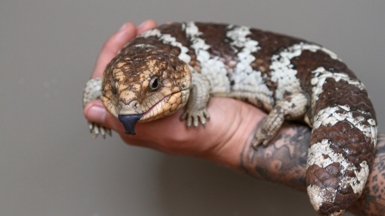 Shingleback Skink