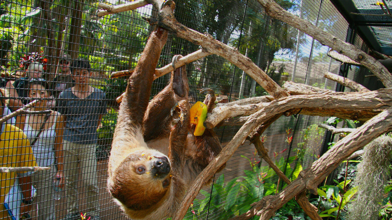 Linne’s Two-toed Sloth