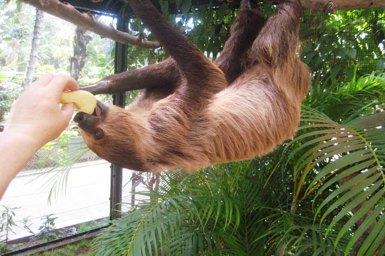 Linne's Two-toed Sloth - Honolulu Zoo Society