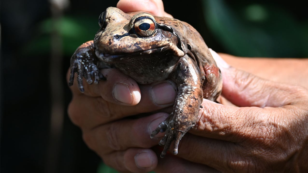 Smokey Jungle Frog