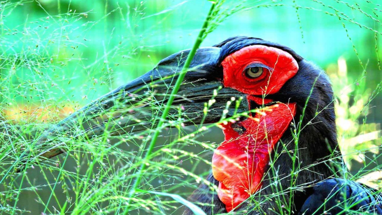 Southern Ground Hornbill