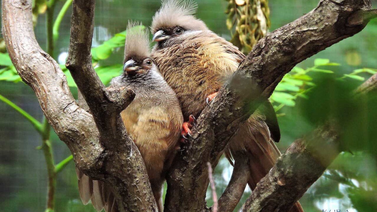 Speckled Mousebird