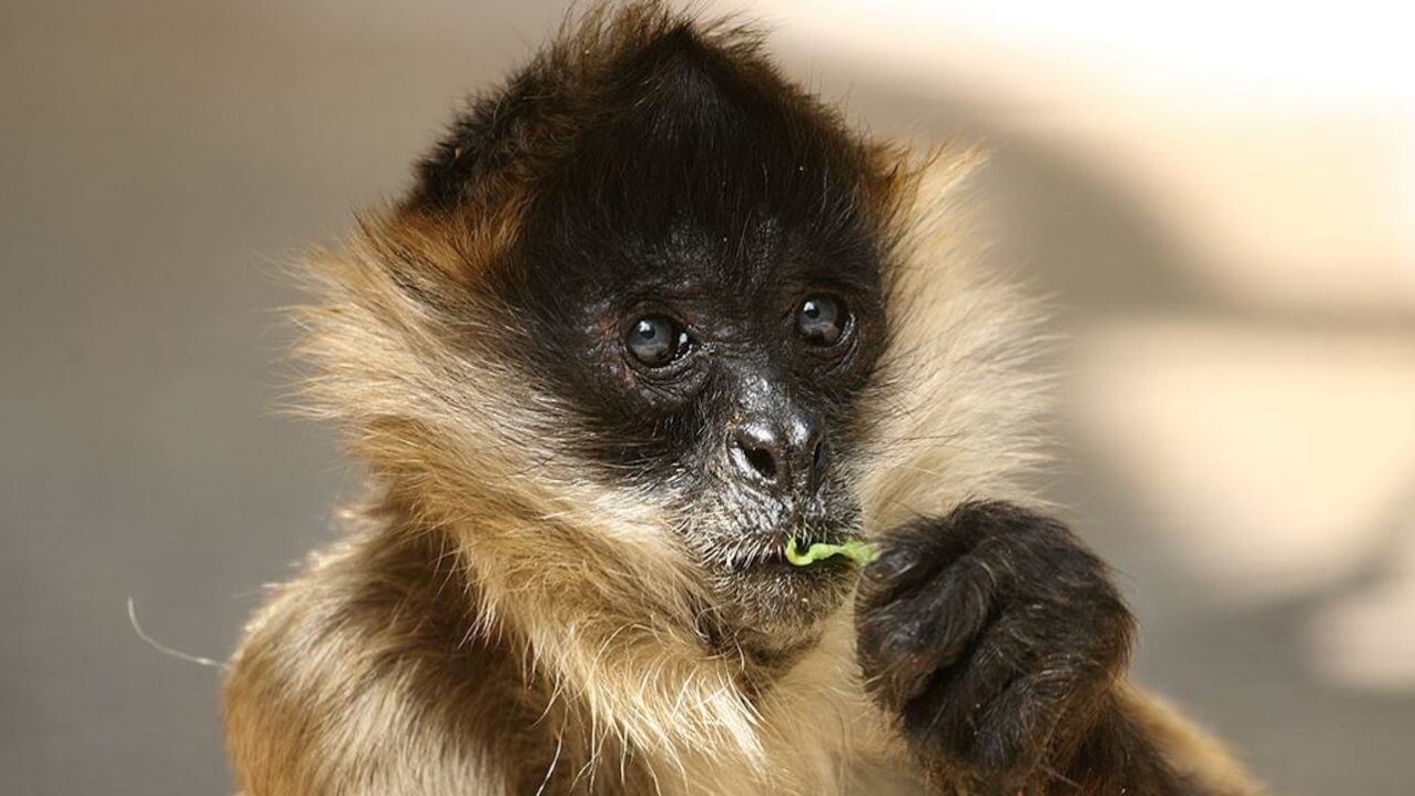 Black-Handed Spider Monkey