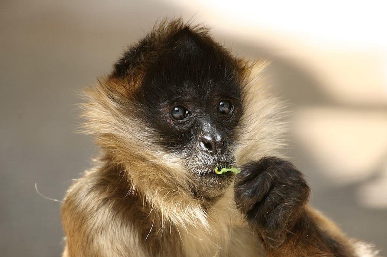 Black-Handed Spider Monkey - Honolulu Zoo Society