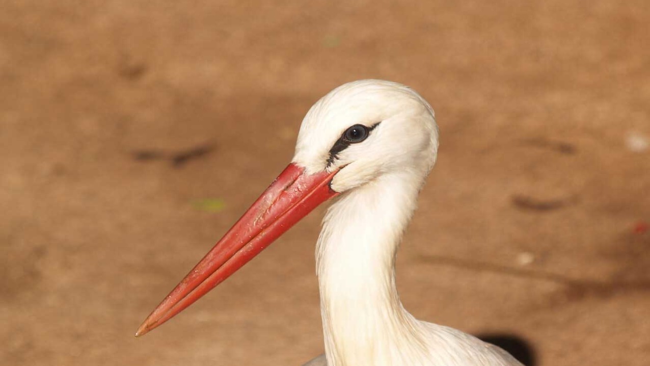 White Stork