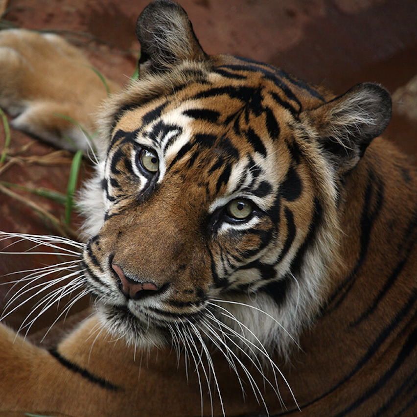 Sumatran-tiger-1