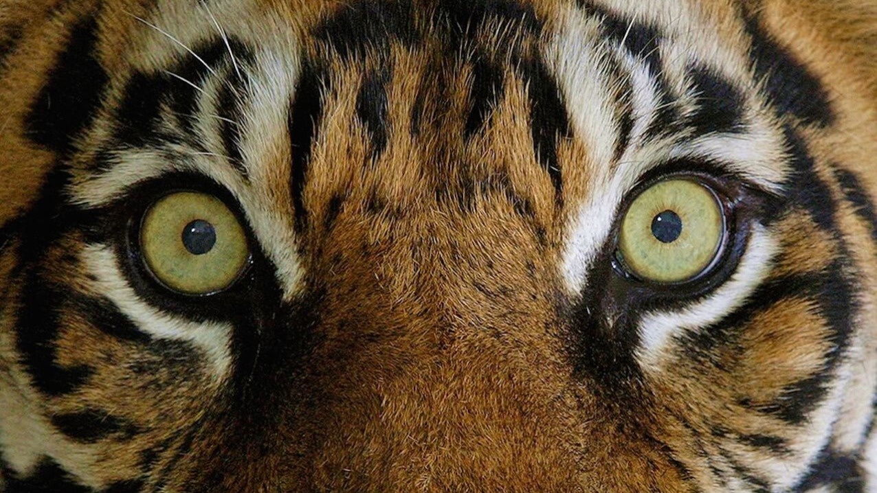 TIGER SUBSPECIES: BENGAL, SIBERIAN, SOUTH CHINA AND SUMATRAN TIGERS AND  EXTINCT SUBSPECIES