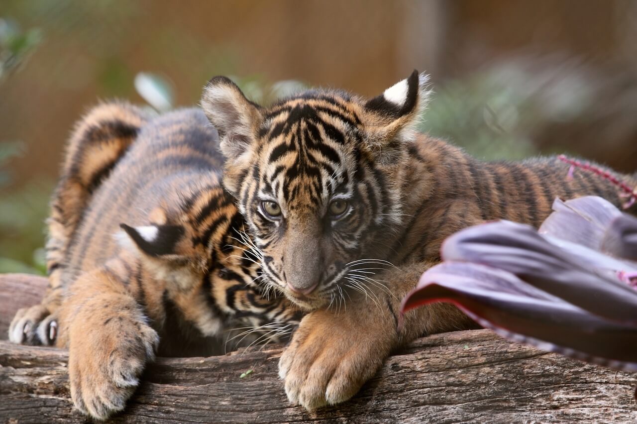 Endangered Bengal tiger cub born at Nicaragua zoo