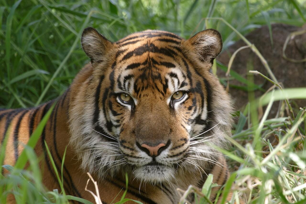 Sumatran Tiger - Honolulu Zoo Society
