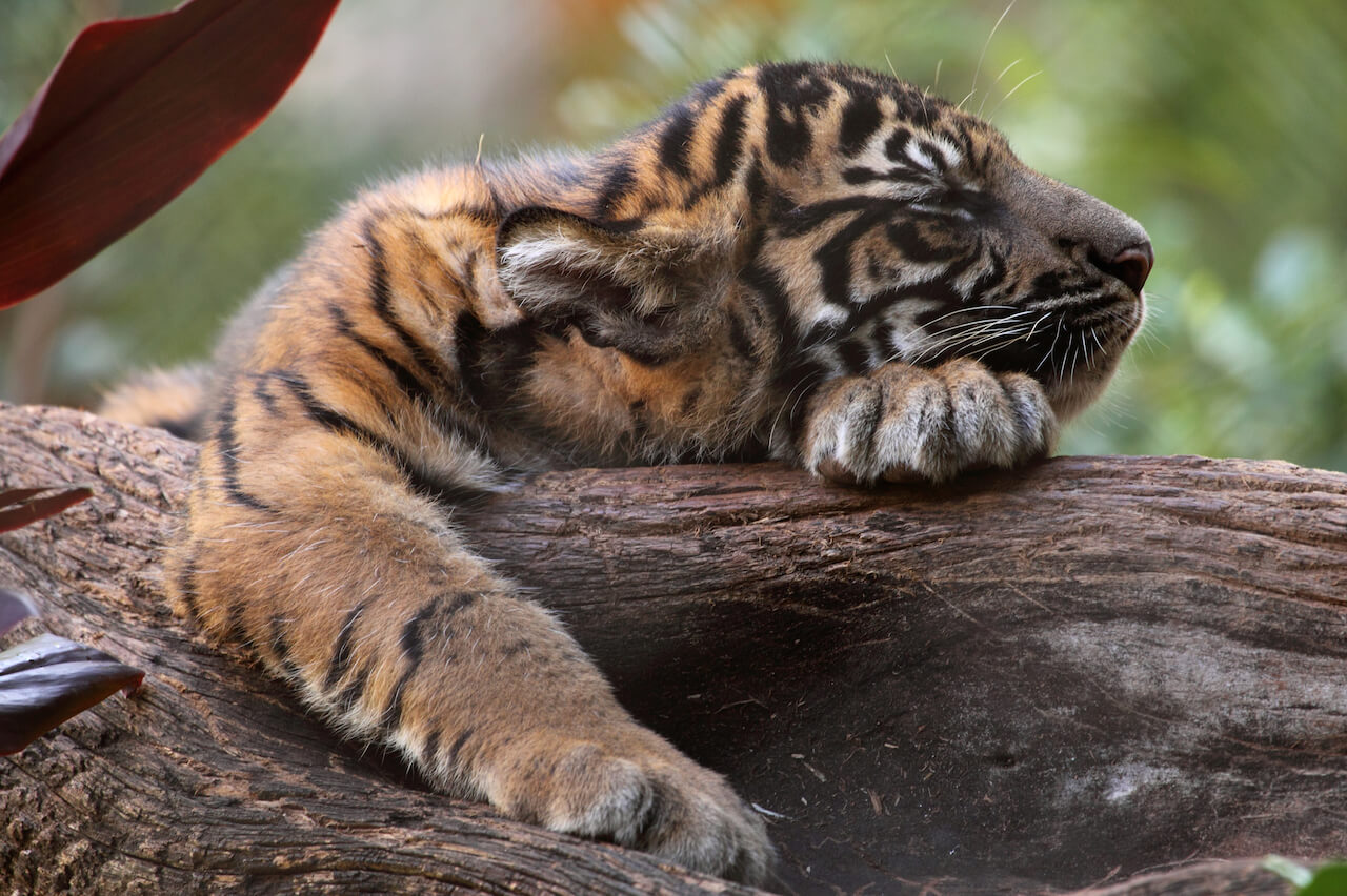 Endangered Bengal tiger cub born at Nicaragua zoo