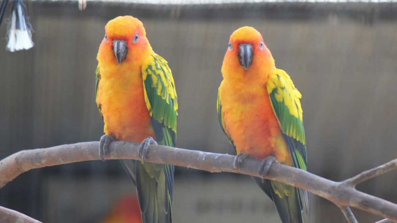 Sun Conure