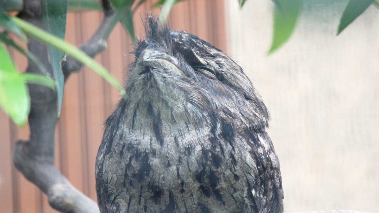 Tawny Frogmouth