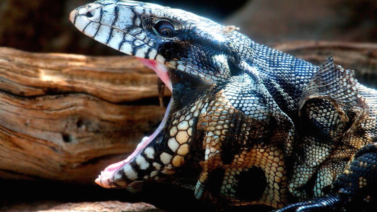 Argentine Black and White Tegu