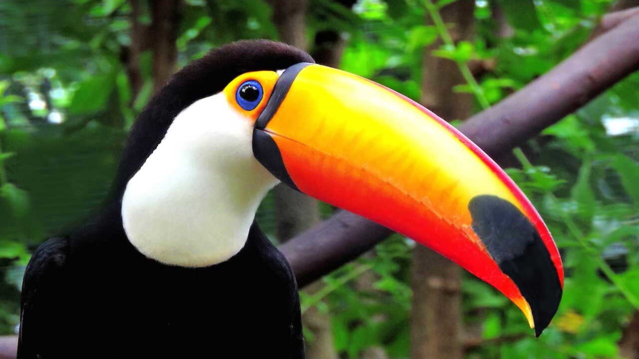 tropix 2 game toucan