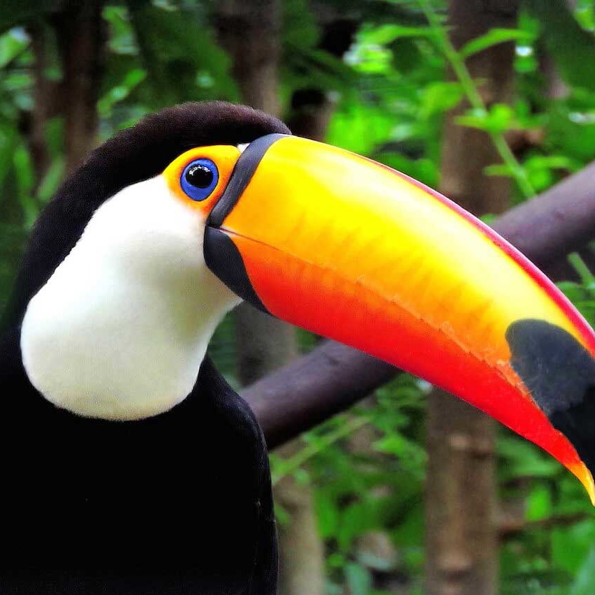Tocu-toucan-feature-image