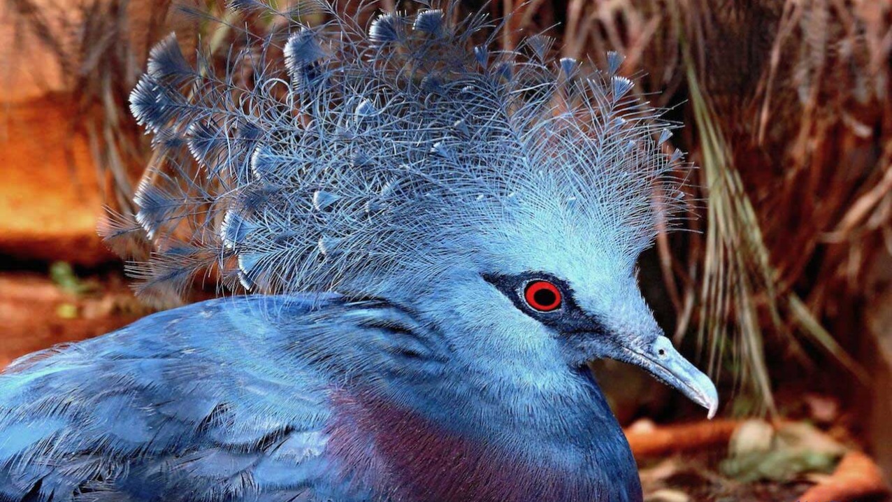 Victoria Crowned Pigeon