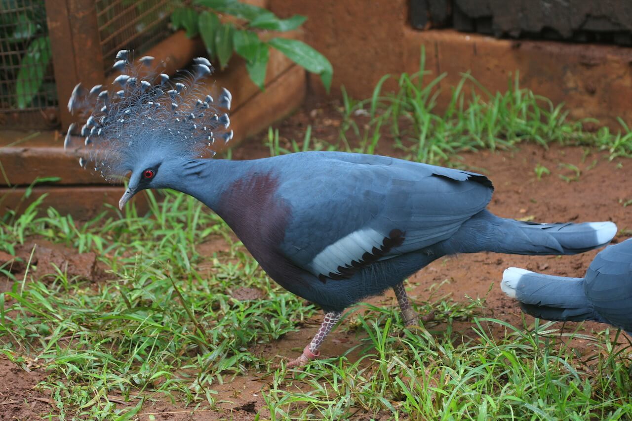 Victoria Crowned Pigeon Minecraft Mob Skin