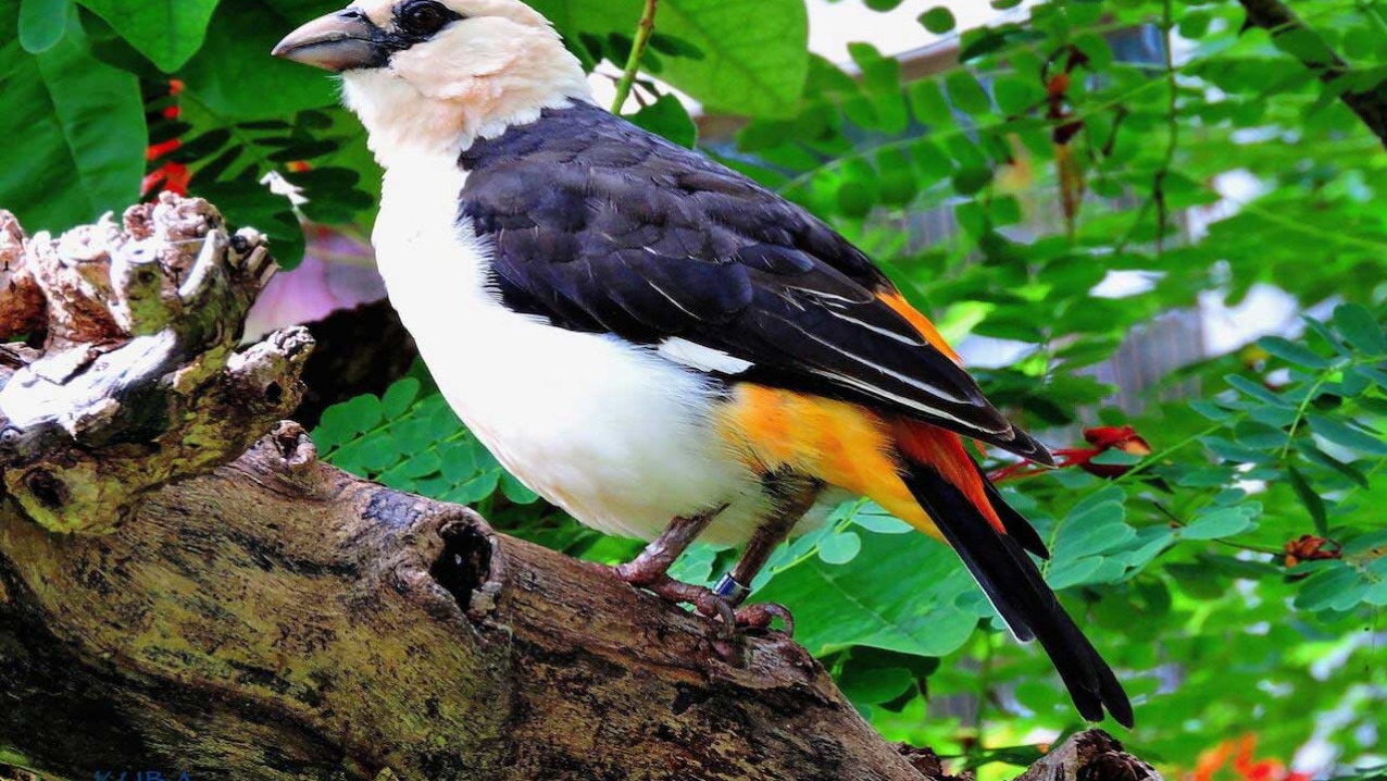 White-headed Buffalo Weaver