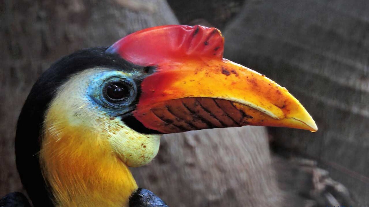 Wrinkled Hornbill