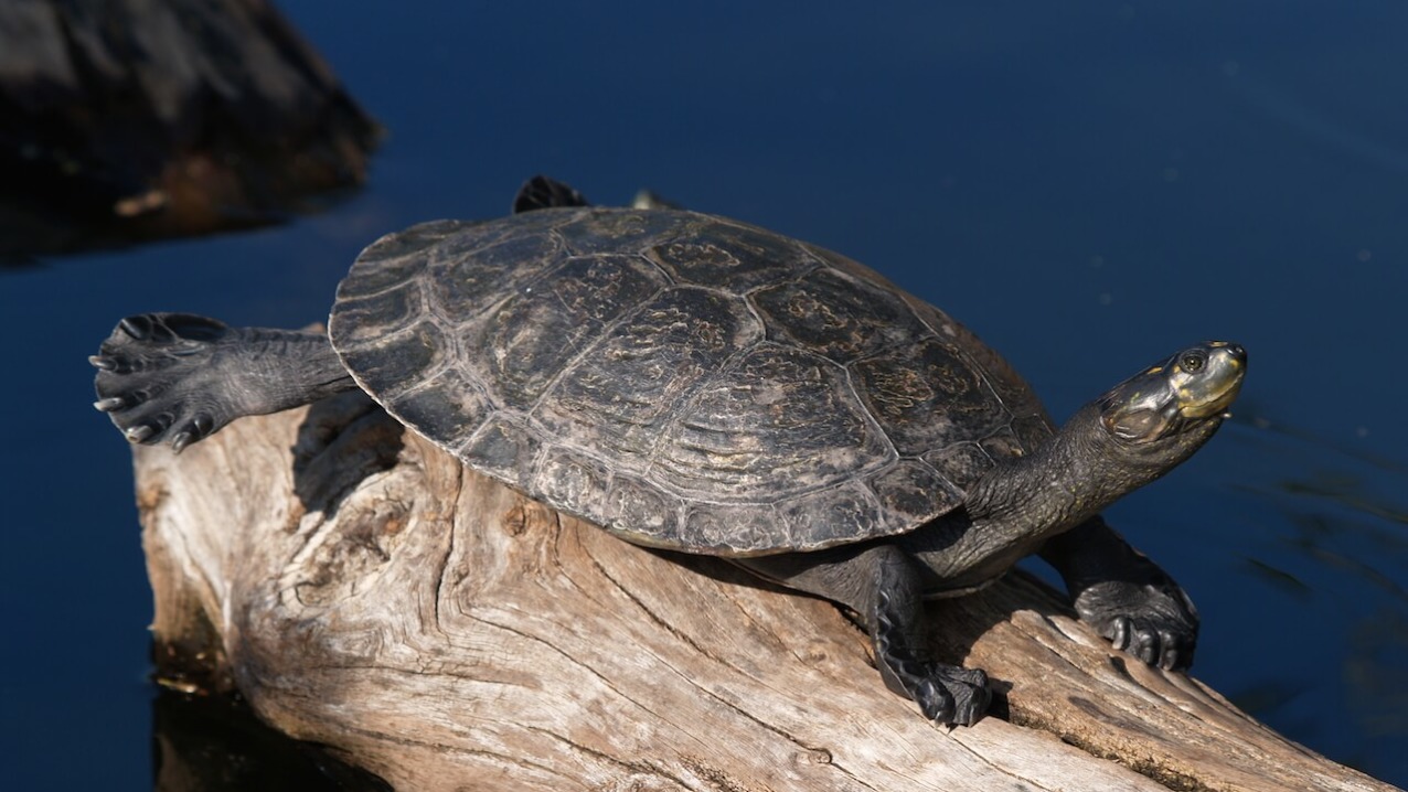 Yellow-Spotted Amazon Turtle