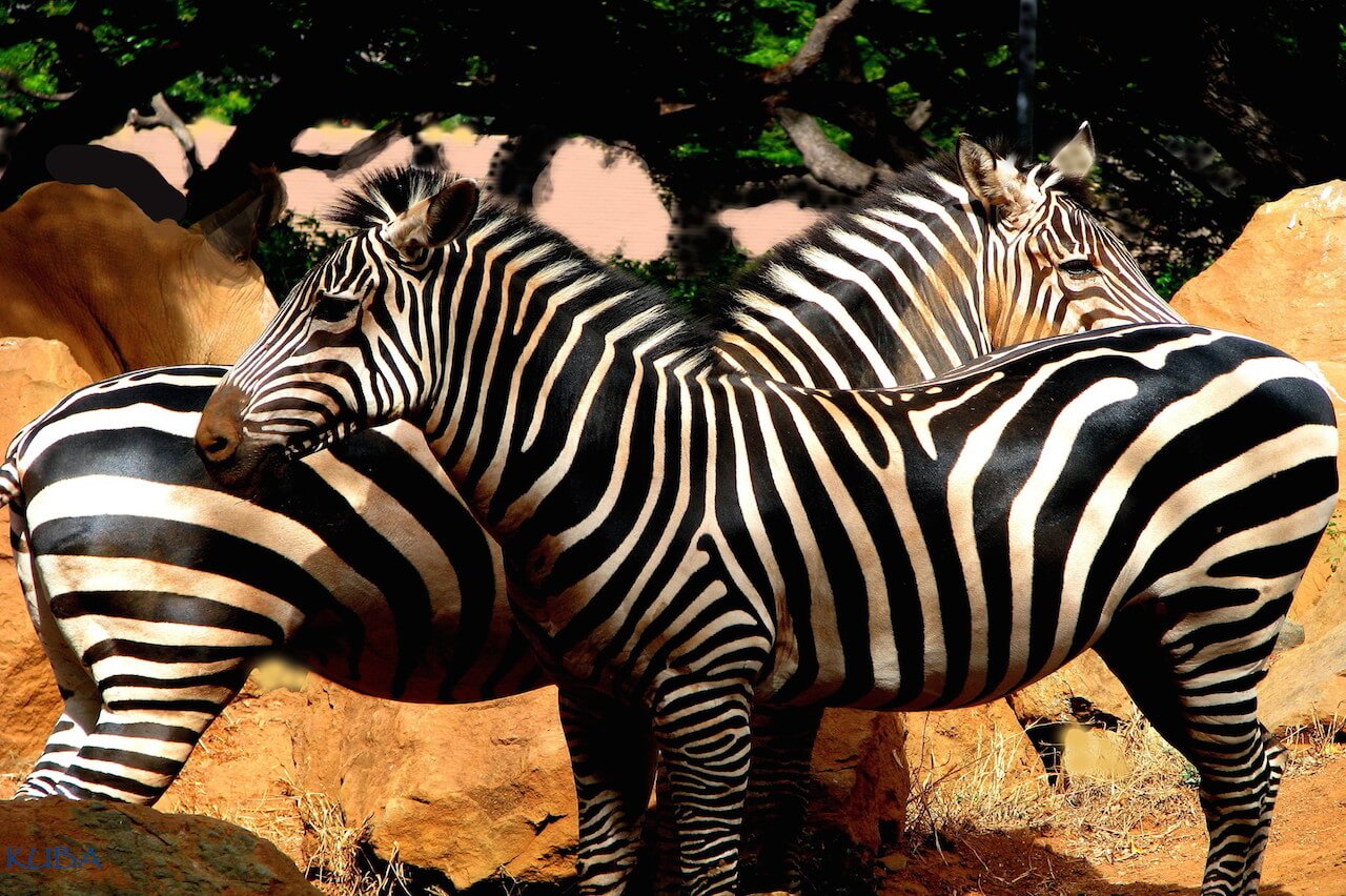 ZebraHomeus