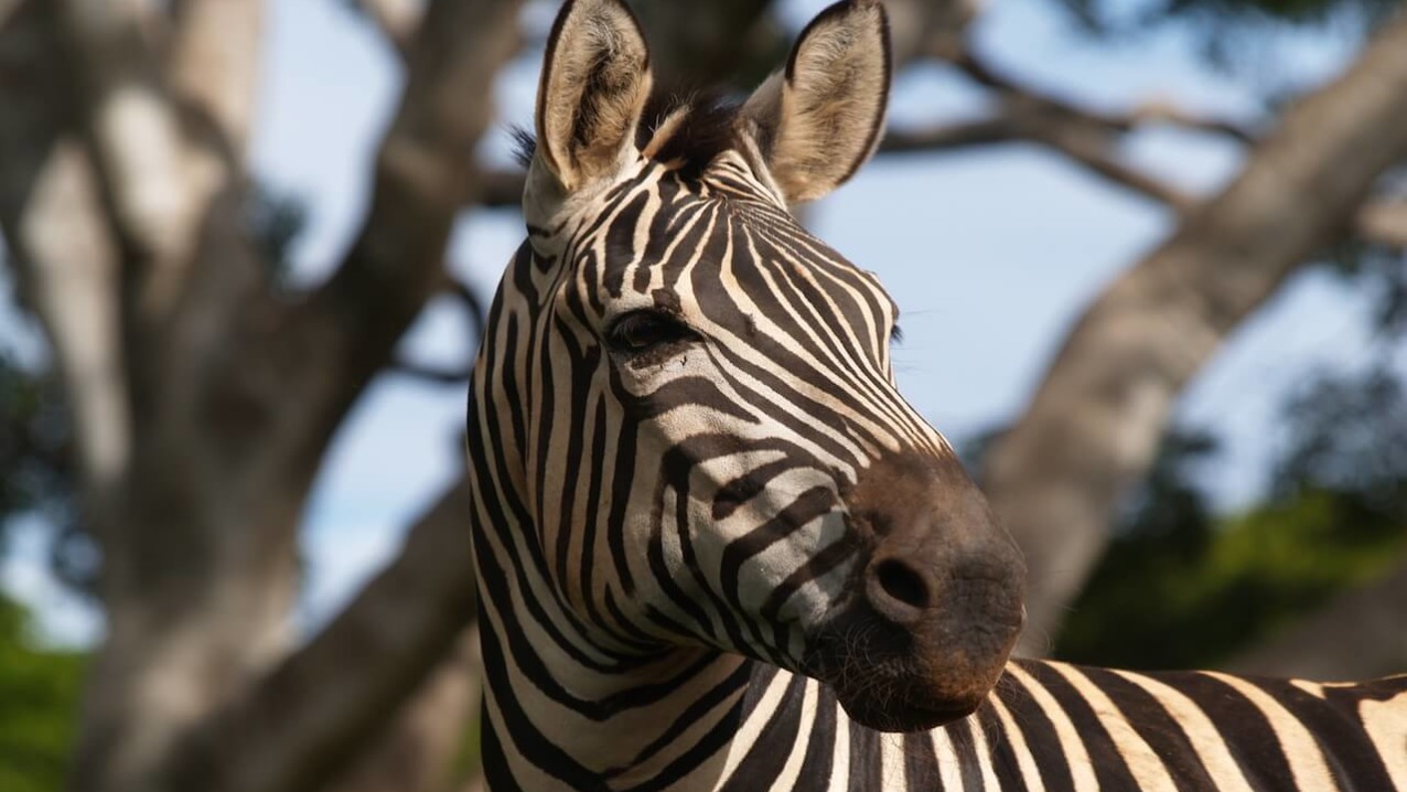 Grant’s Zebra