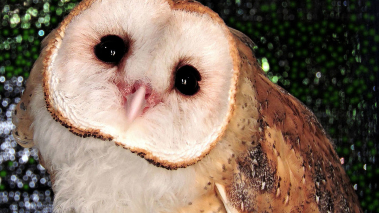 Barn Owl