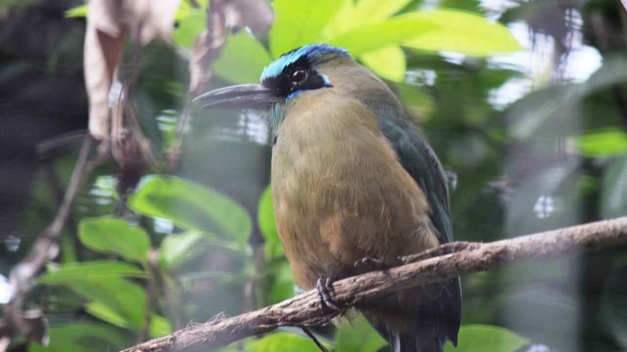 Blue Crowned Motmot