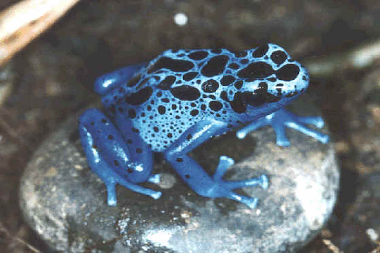 Dyeing Poison Dart Frog - Honolulu Zoo Society