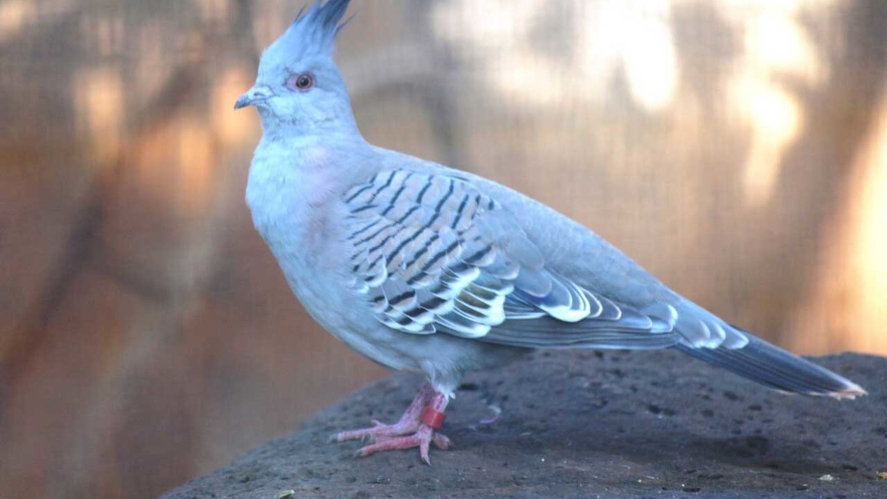 Crested Pigeon