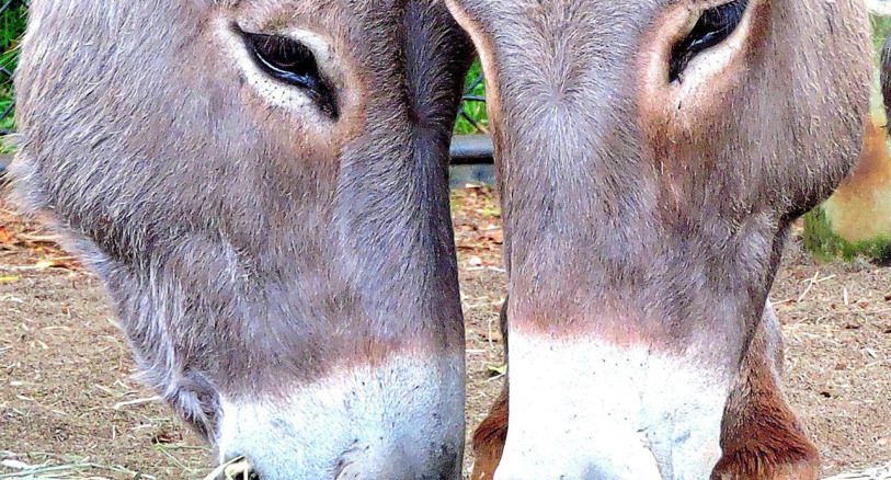 All Animals Archives - Honolulu Zoo Society All Animals Archives - Honolulu Zoo Society