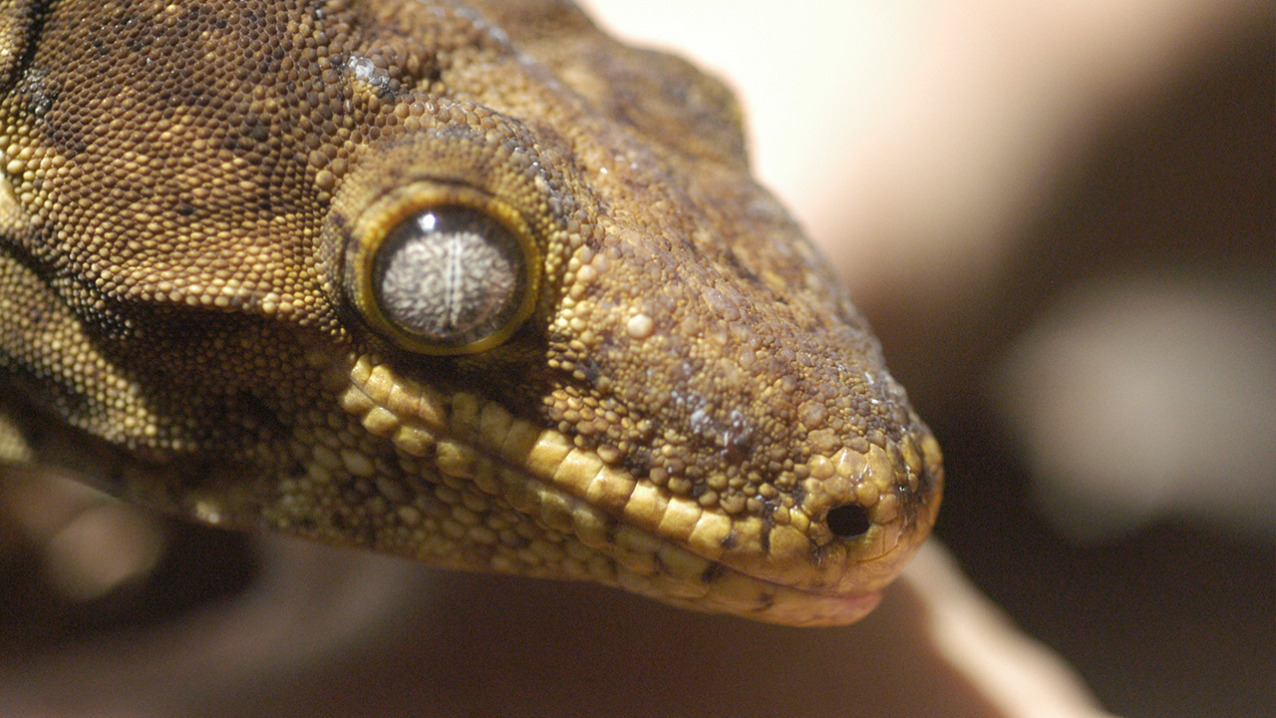 New Caledonia Giant Gecko