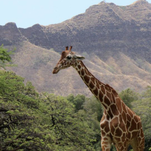 giraffeDiamondhead