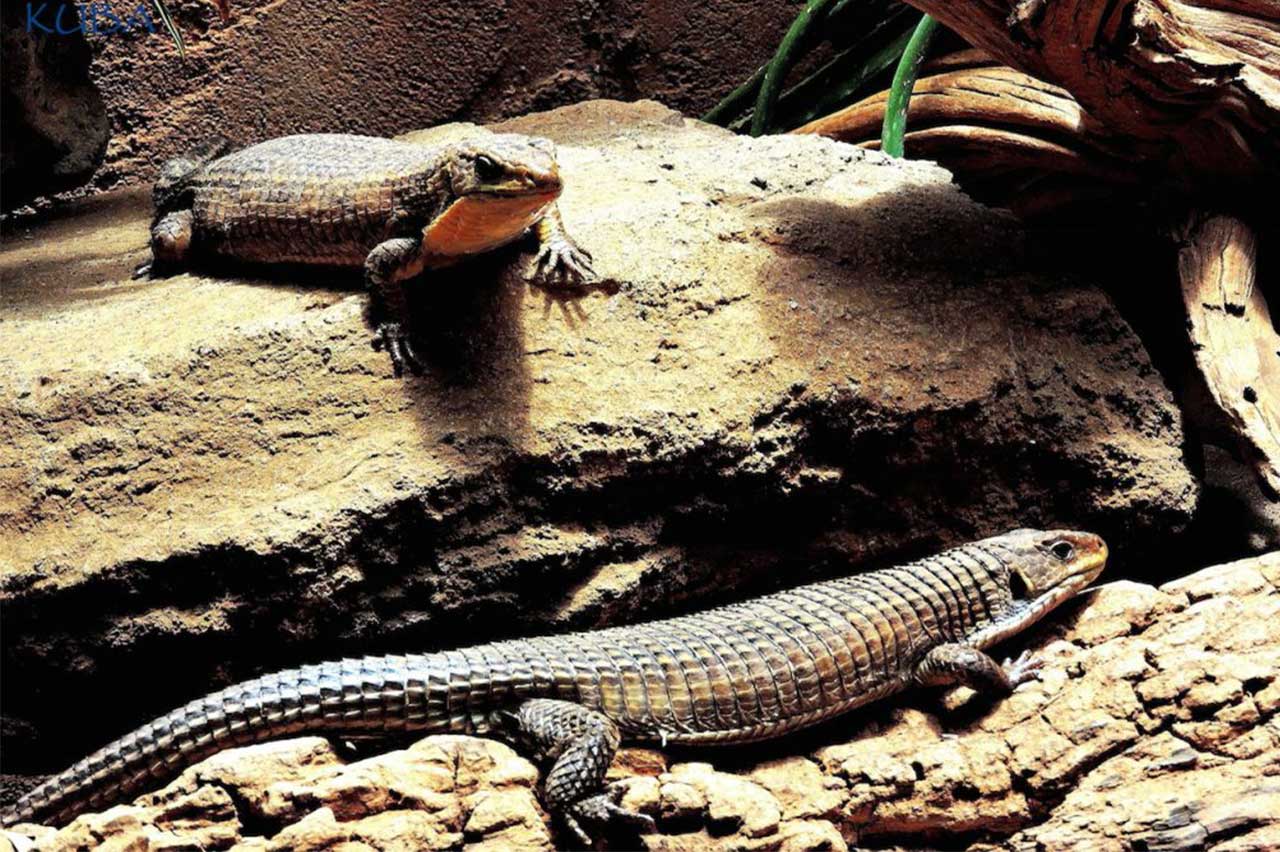 Great Plated Lizard - Honolulu Zoo Society Great Plated Lizard - Honolulu Zoo Society