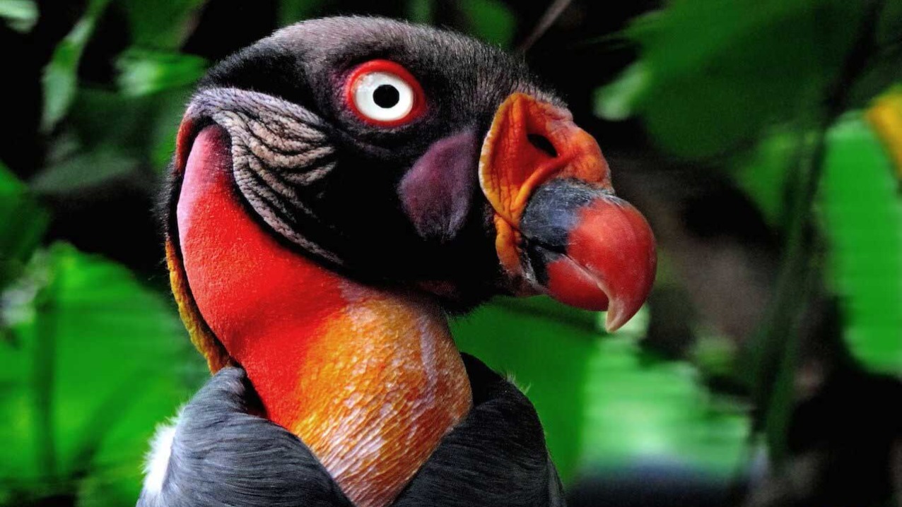 King Vulture