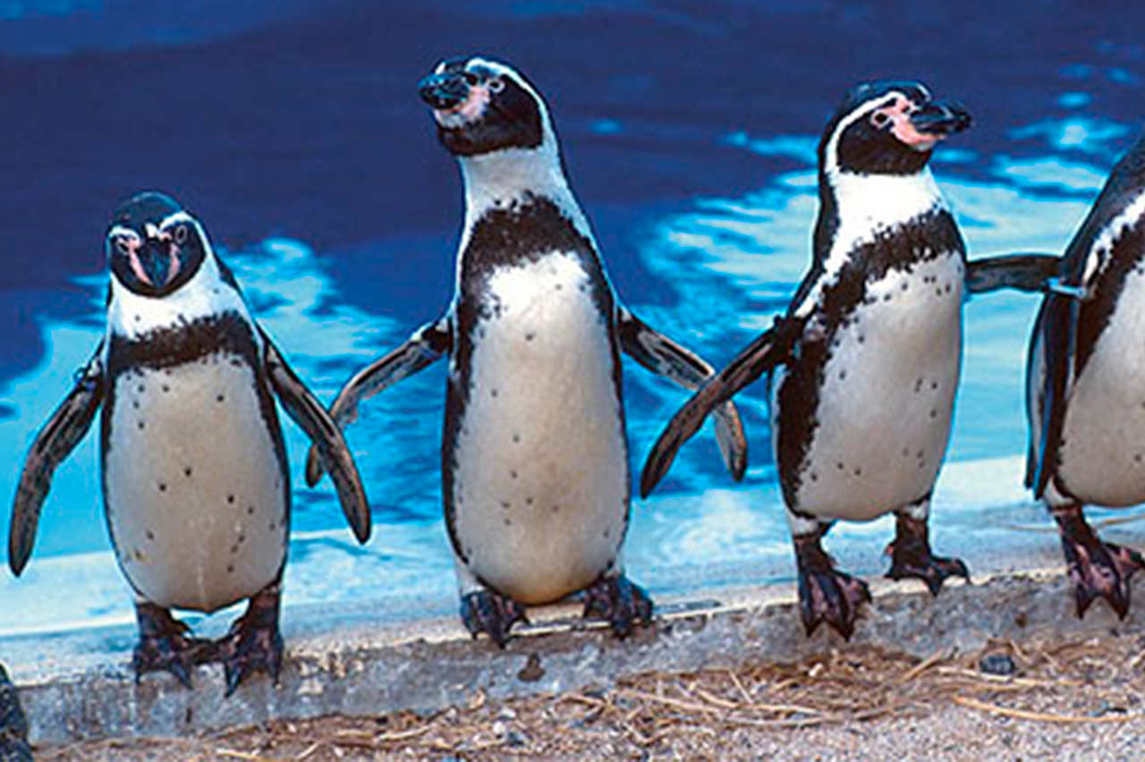 African Penguin - Honolulu Zoo Society