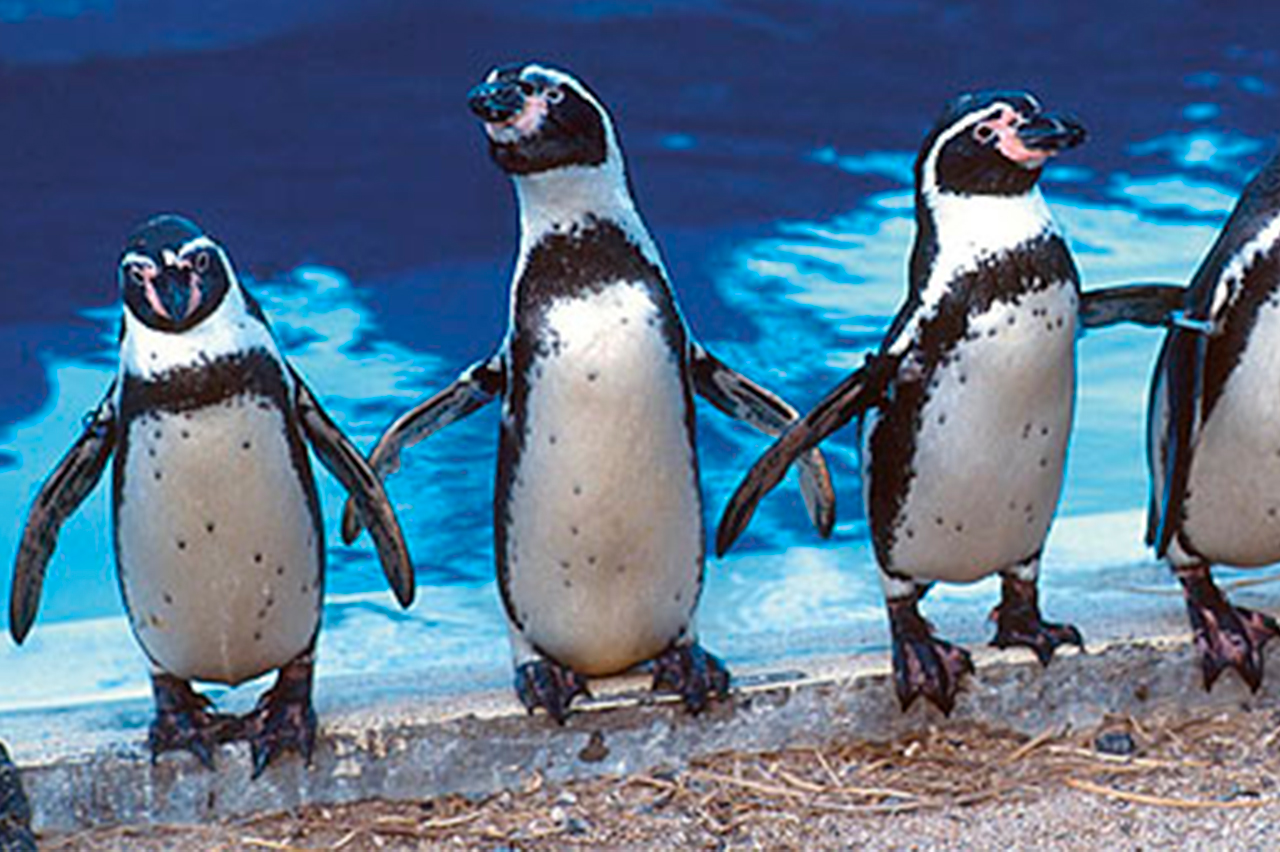 https://www.honoluluzoo.org/wp-content/uploads/penguins.jpg