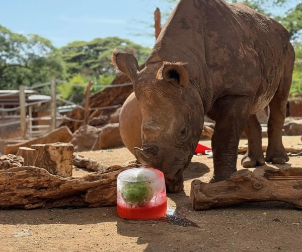 rhino ice pop 2025