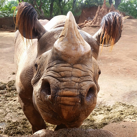 rhino_square