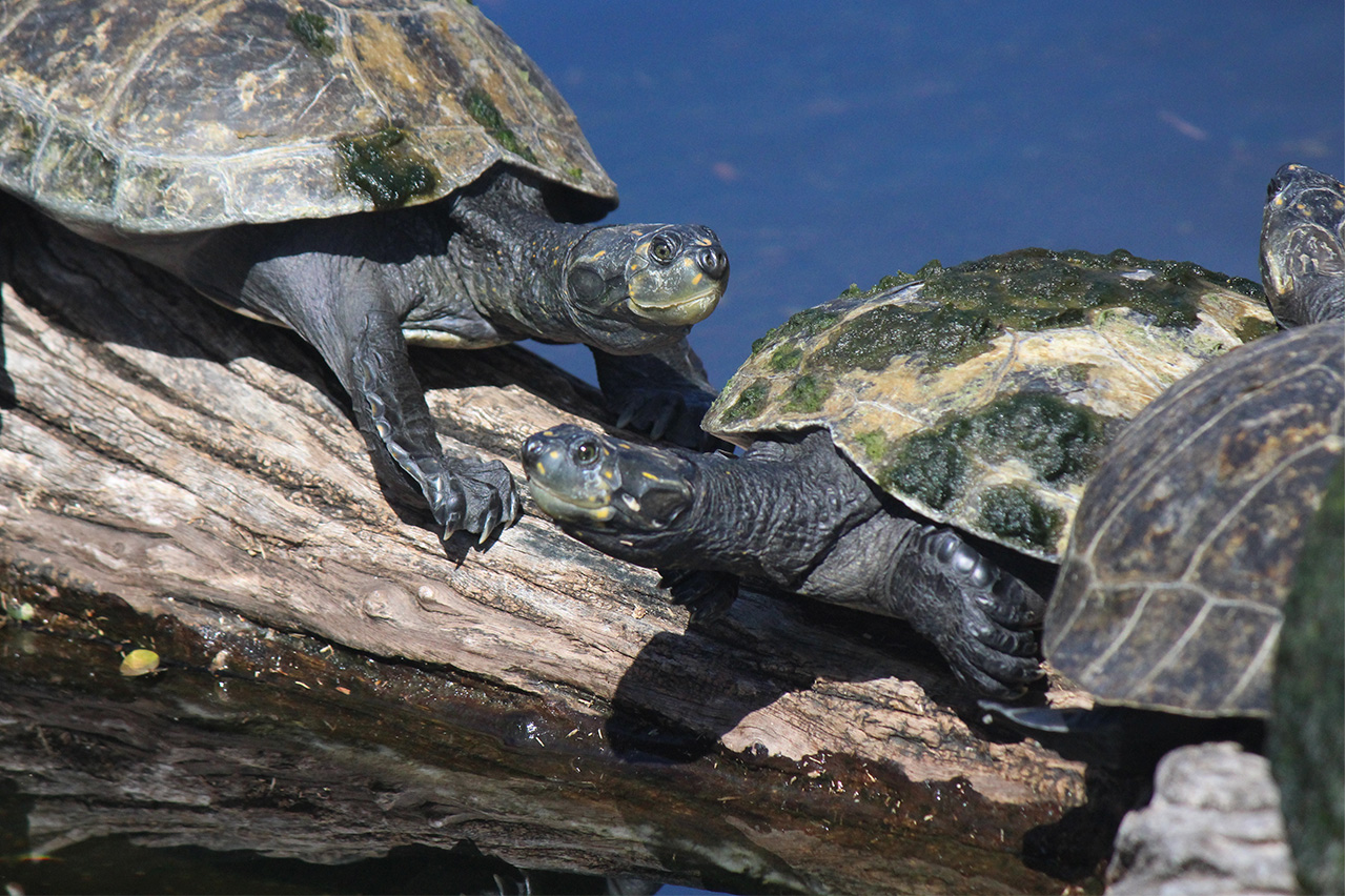 Yellow-Spotted Amazon Turtle - Honolulu Zoo Society