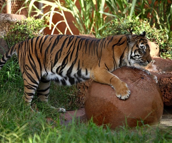 tiger boomer ball
