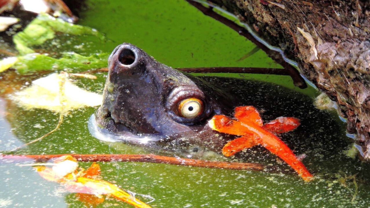 River Terrapin (Tutong)