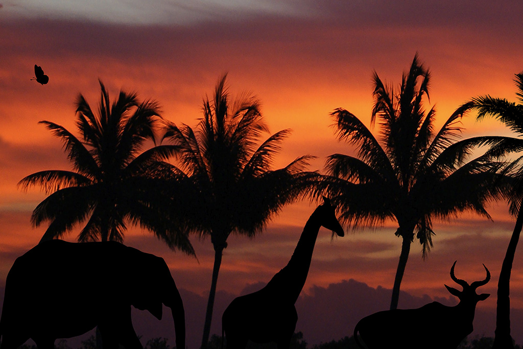 honolulu zoo twilight tour