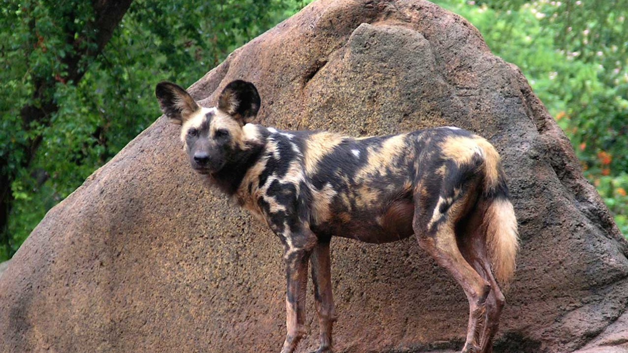 African Wild Dog