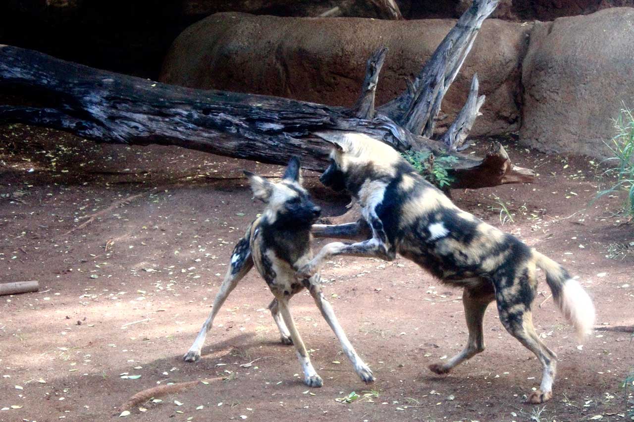 African Wild Dog, Species